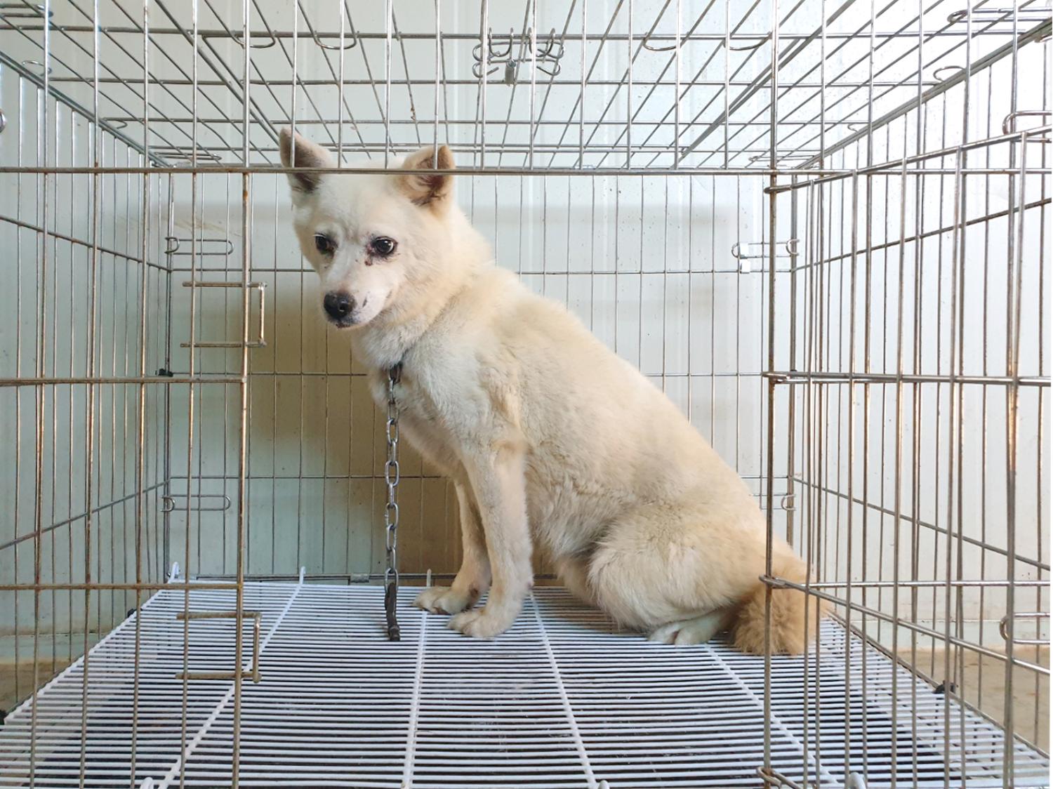 믹스견 이미지 파일 입니다.